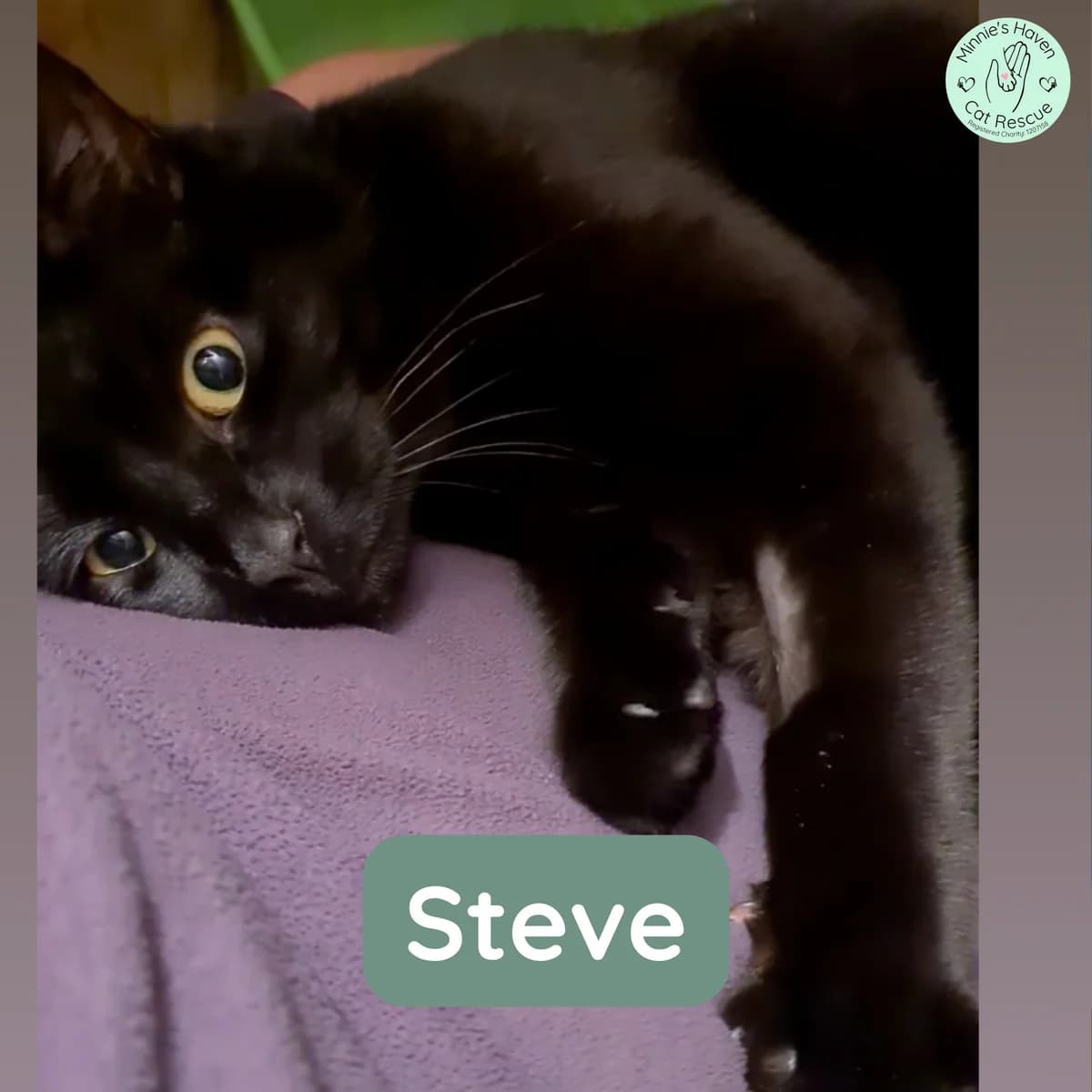 Steve, male Mixed Breed for adoption at Minnie