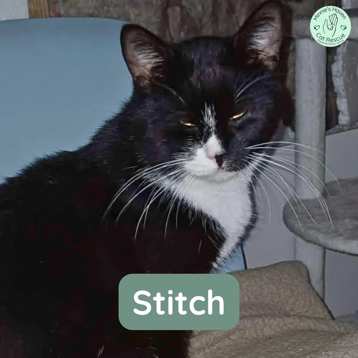 Stitch, male 3yo Mixed Breed for adoption at Minnie