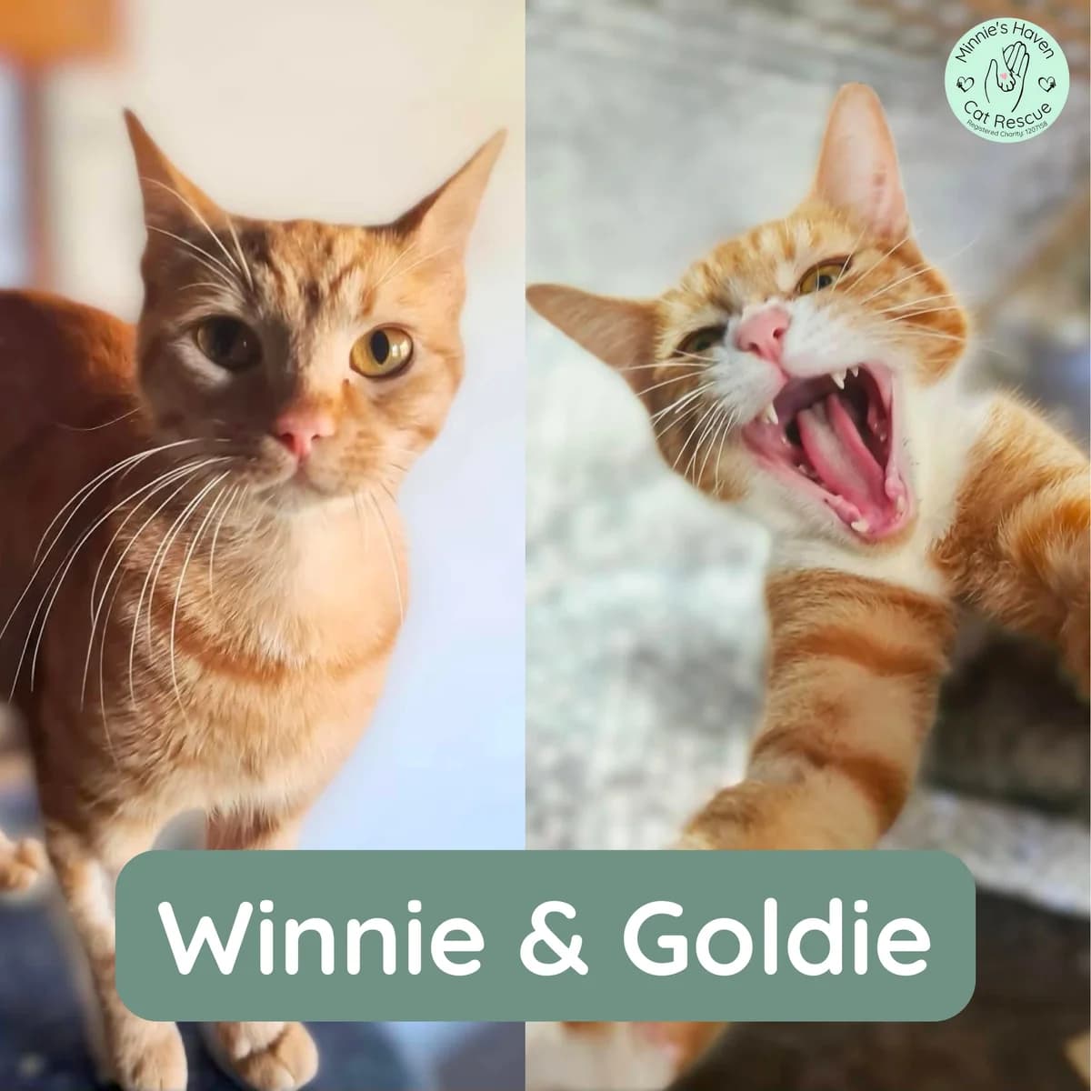 Winnie & Goldie, young Mixed Breed for adoption at Minnie