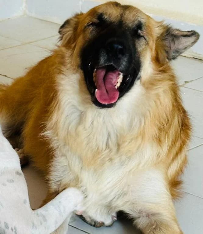 Nour (Blind dog) seeking an adopter, male 3yo mixed breed for adoption at Miracle