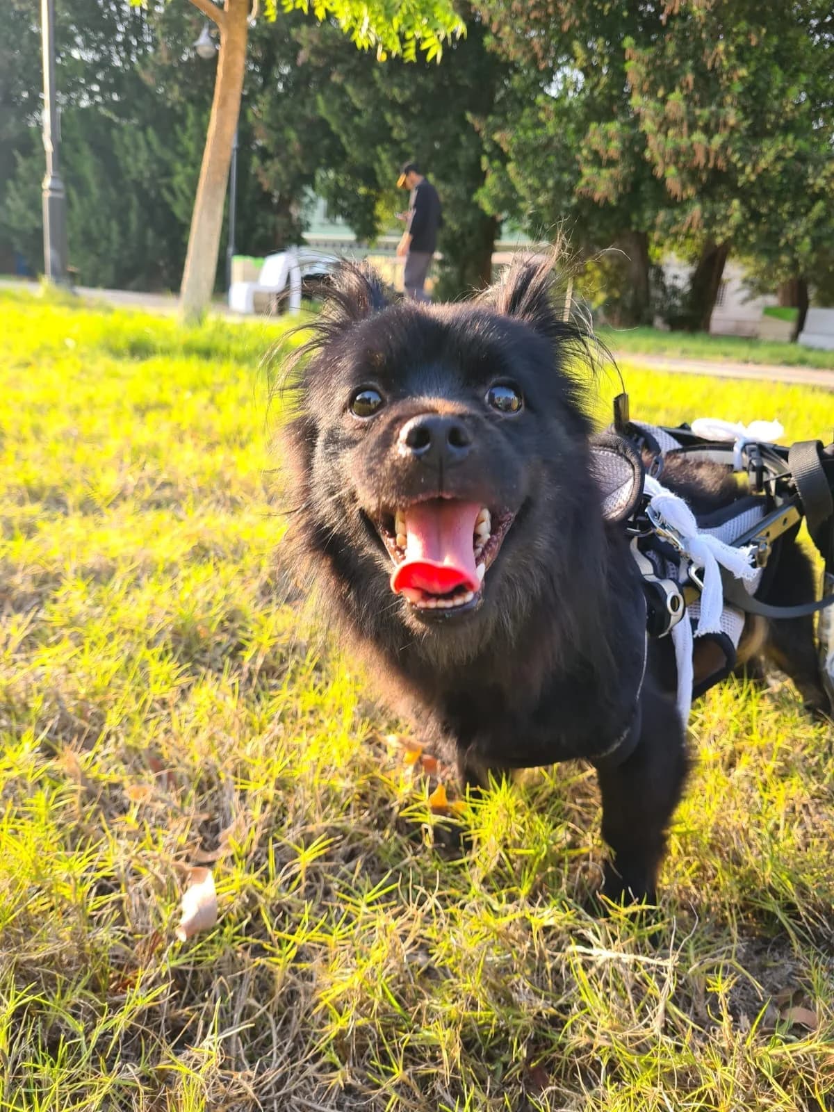 Ash (wheelie dog- incontinent) seeking an adopter, male young mixed breed for adoption at Miracle