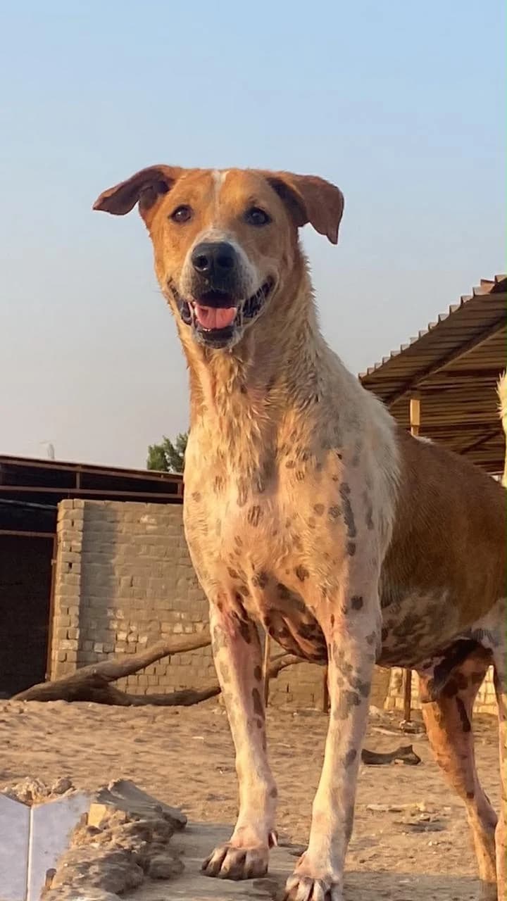 Bennie, male 3yo mixed breed for adoption at Miracle