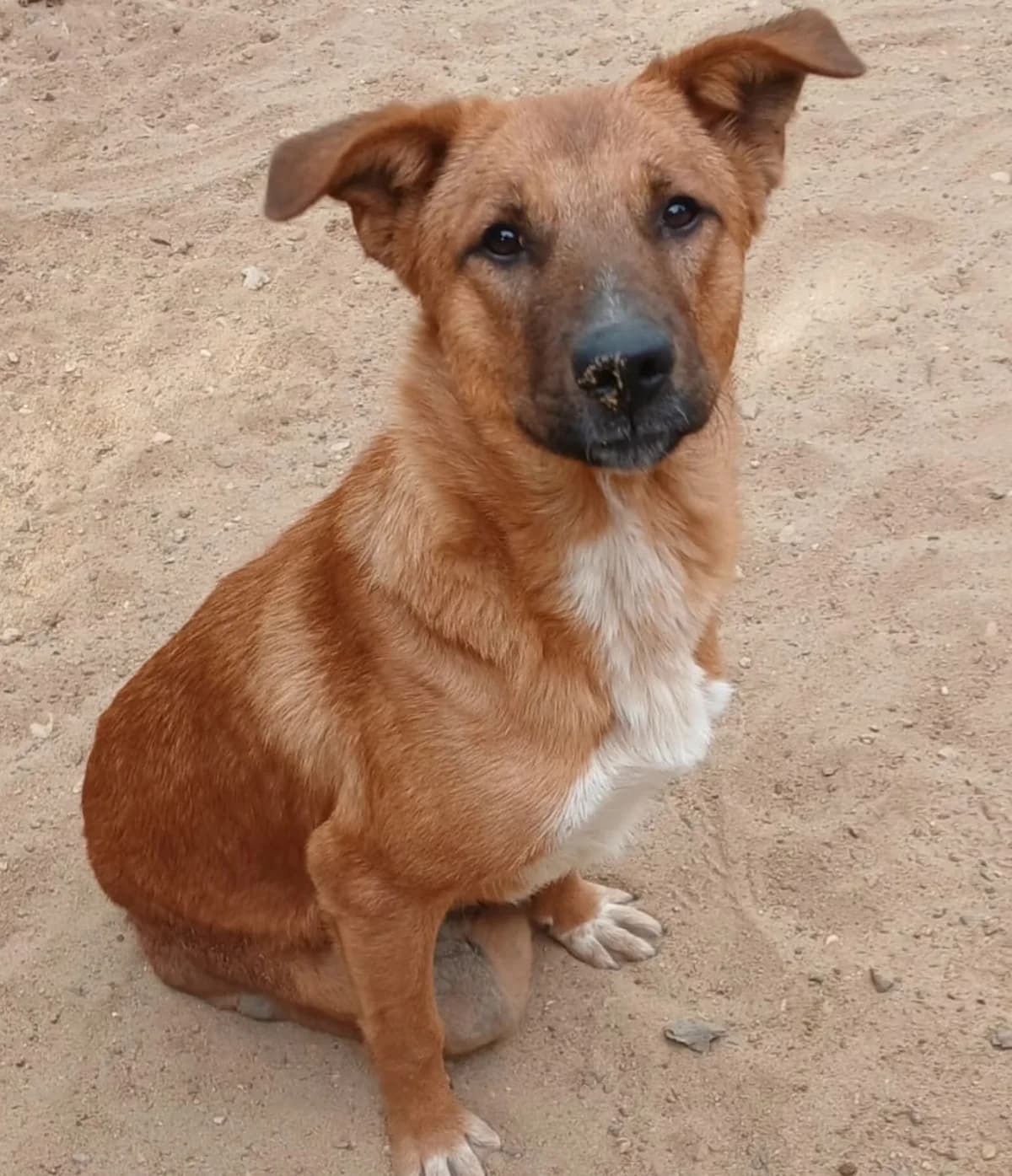 Duke (paralysed and incontinent), male puppy mixed breed for adoption at Miracle