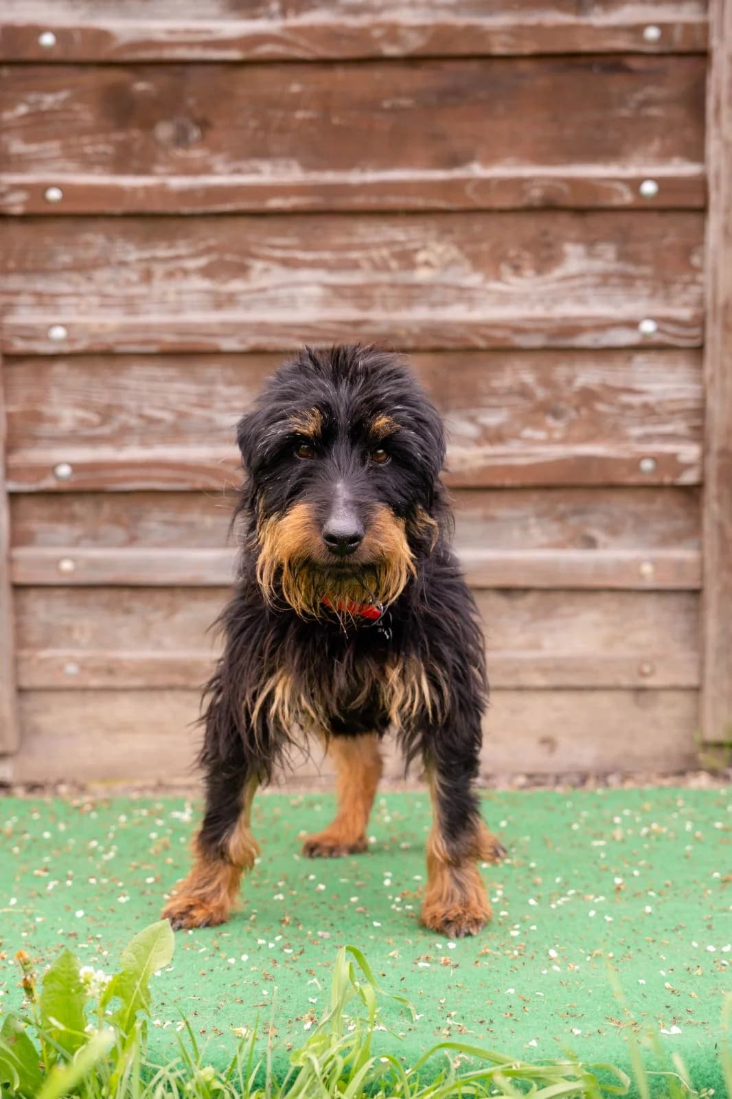 Mala (incontinent) seeking an adopter, female 4yo mixed breed for adoption at Miracle