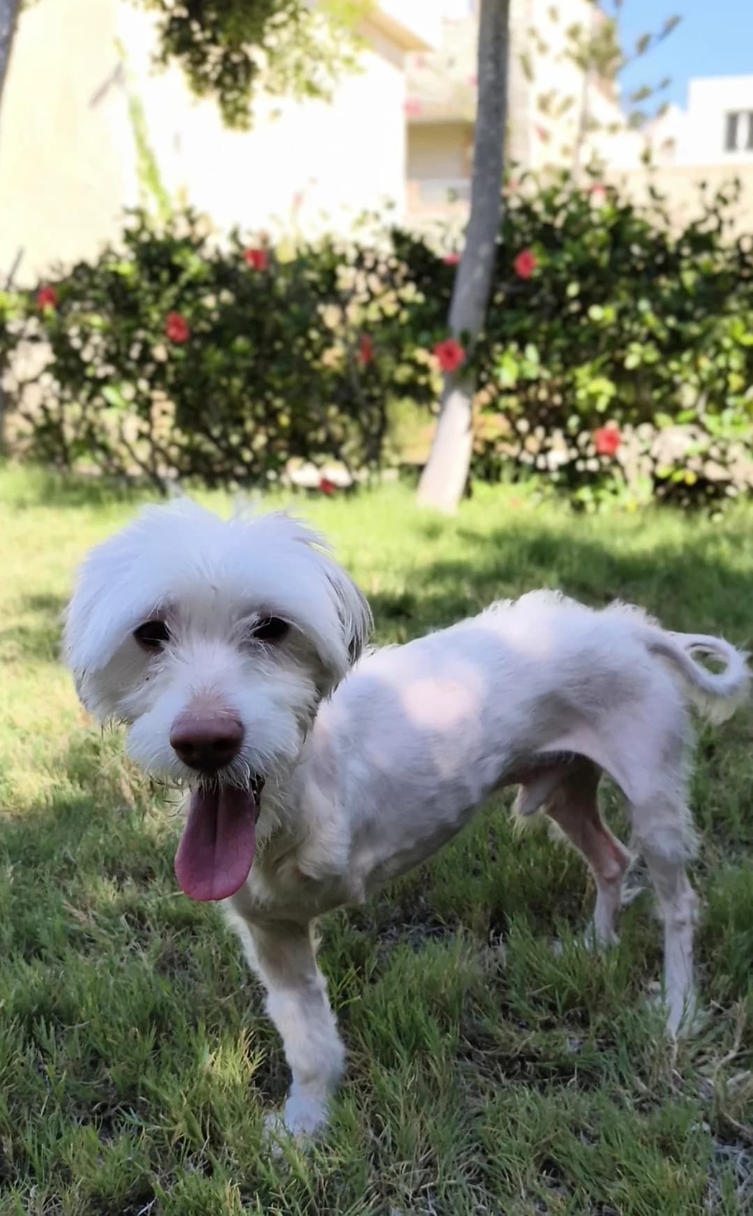 Snowy (Tripawd), male 5yo mixed breed for adoption at Miracle