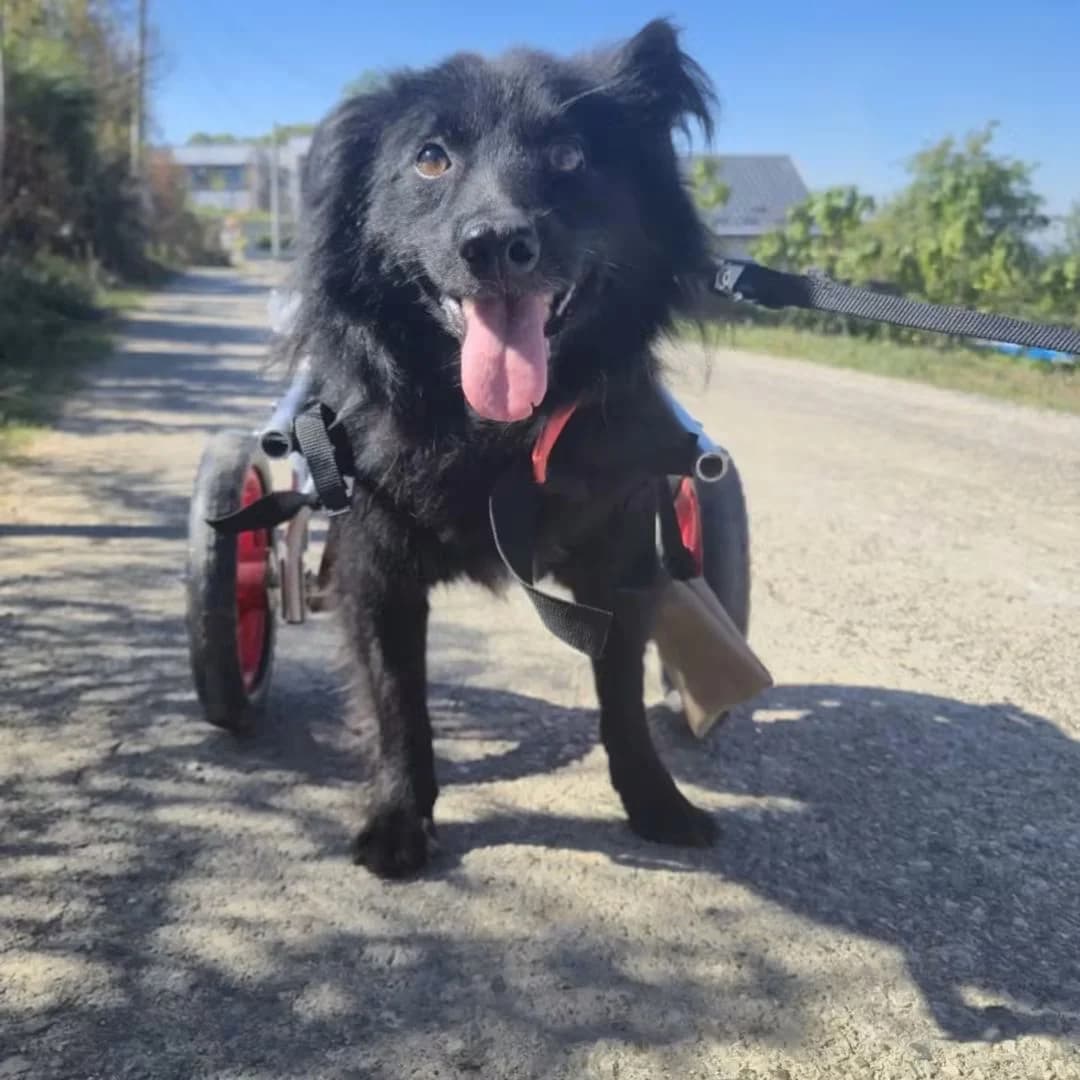 Henri (wheelie dog- incontinent), male senior mixed breed for adoption at Miracle
