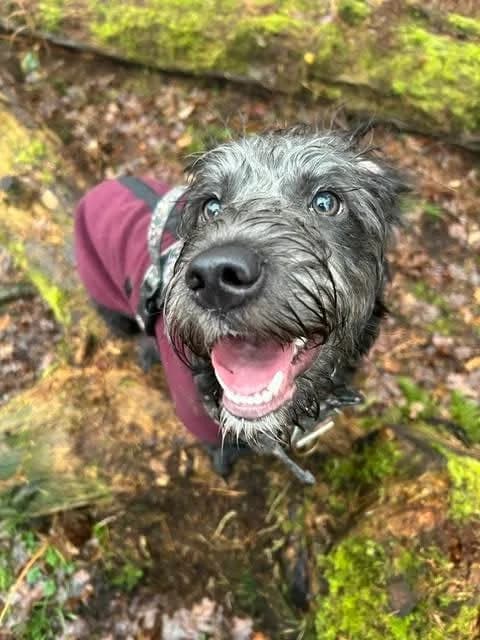 Fig, female Mixed Breed for adoption at Miss Mollies Dog Rescue Charity