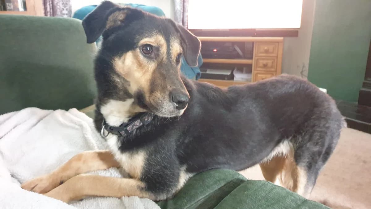 Luna, female 3yo Mixed Breed for adoption at Miss Mollies Dog Rescue Charity