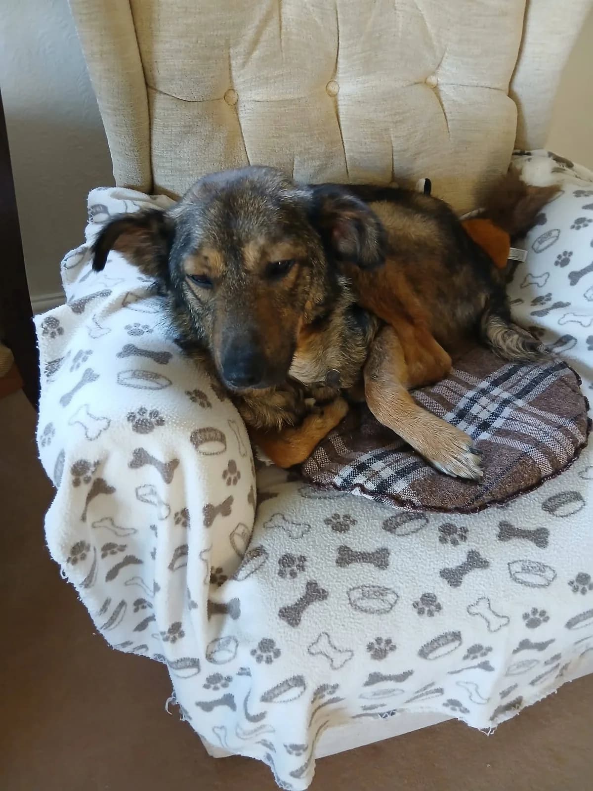 Marvel, male Mixed Breed for adoption at Miss Mollies Dog Rescue Charity