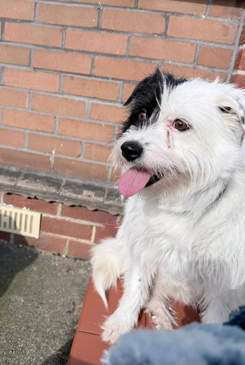 Monica, female Mixed Breed for adoption at Miss Mollies Dog Rescue Charity
