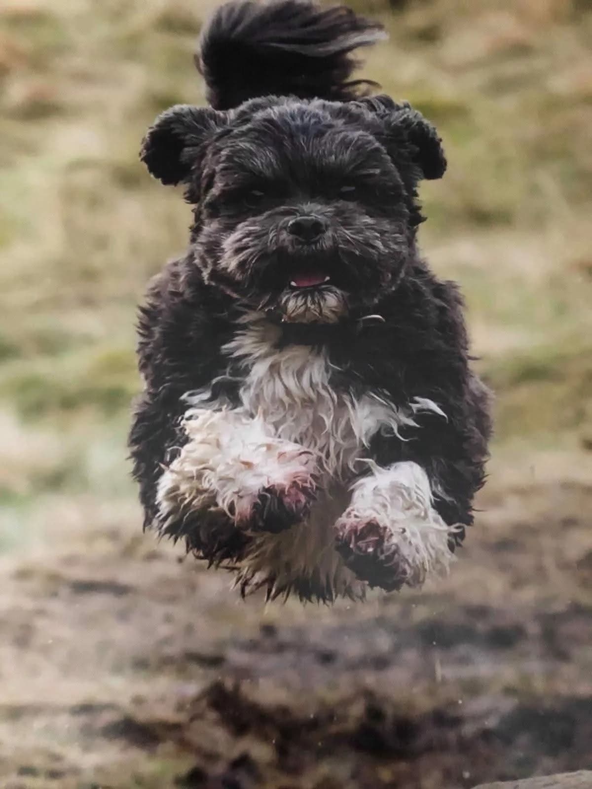 Rosie, female Mixed Breed for adoption at Miss Mollies Dog Rescue Charity
