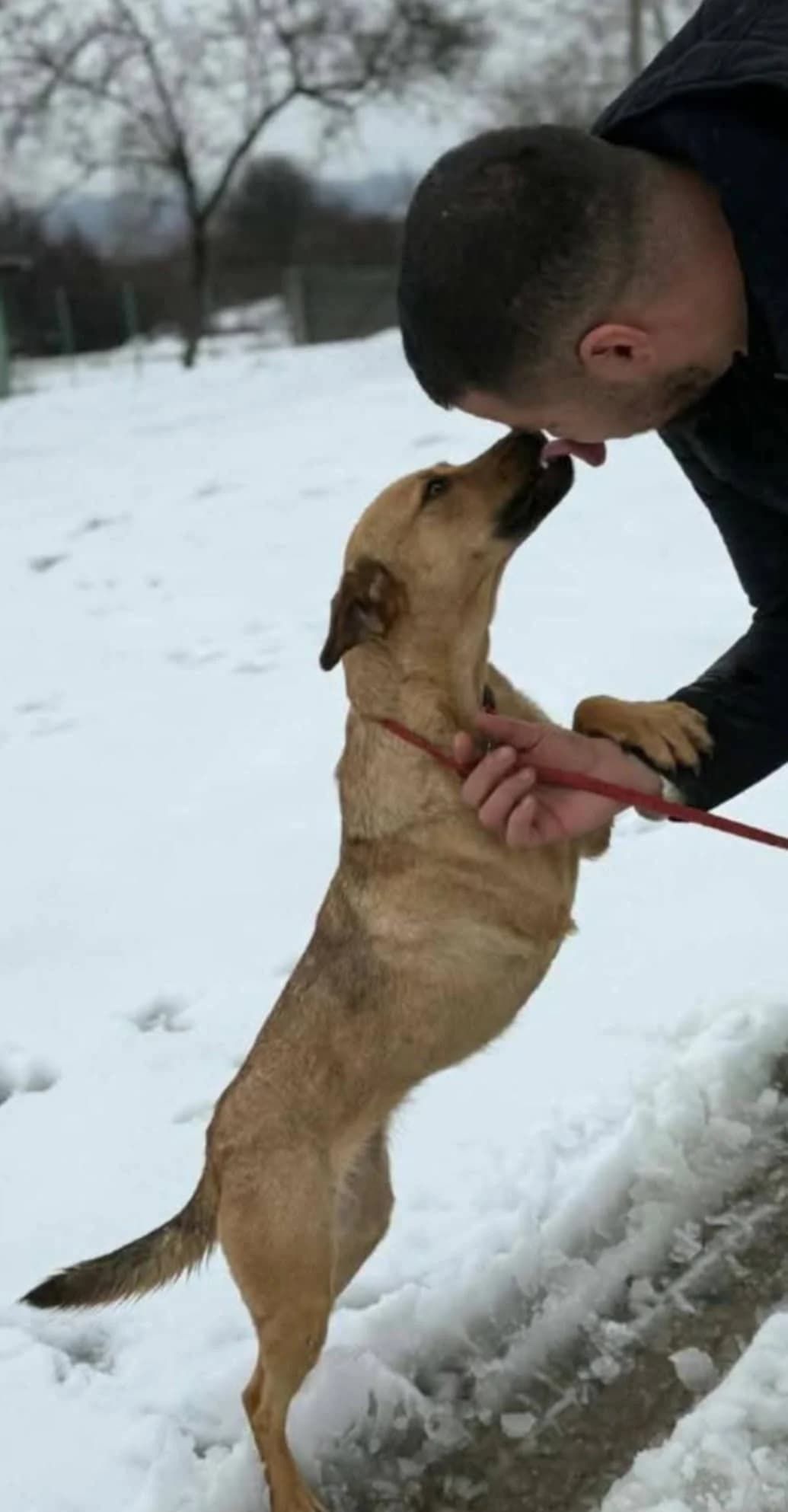 Rue, female Mixed Breed for adoption at Miss Mollies Dog Rescue Charity
