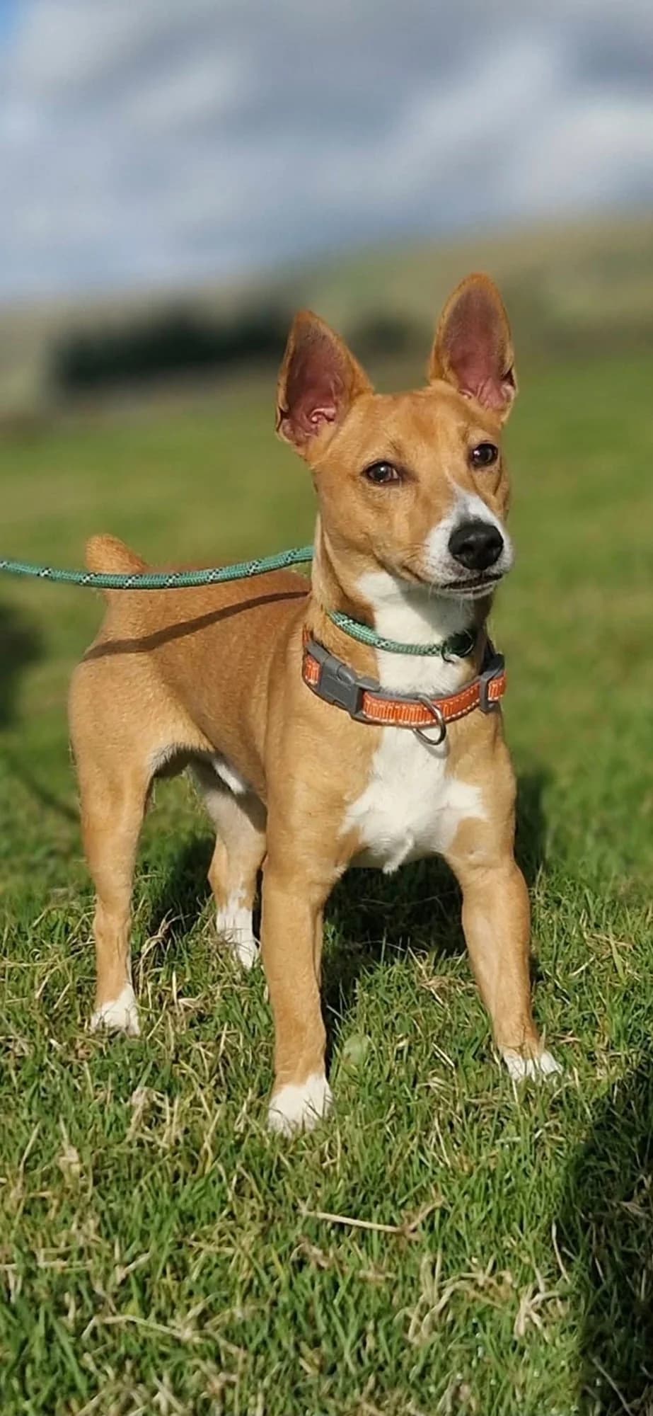 Andy, male puppy mixed breed for adoption at item, Alston