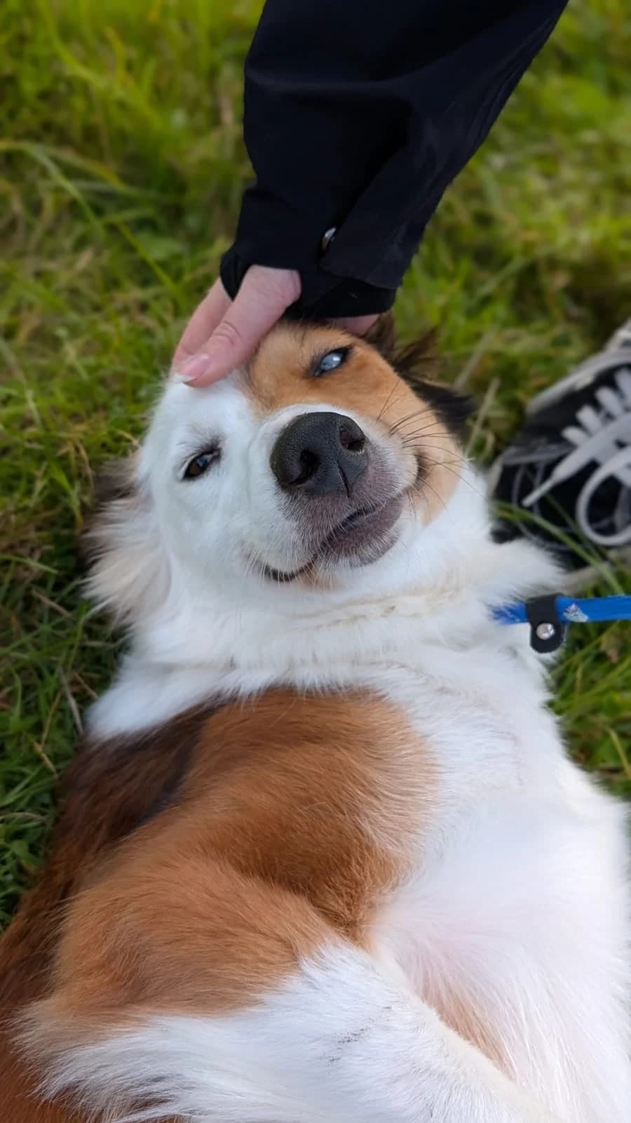 Cali, female young Border Collie for adoption at item, Alston