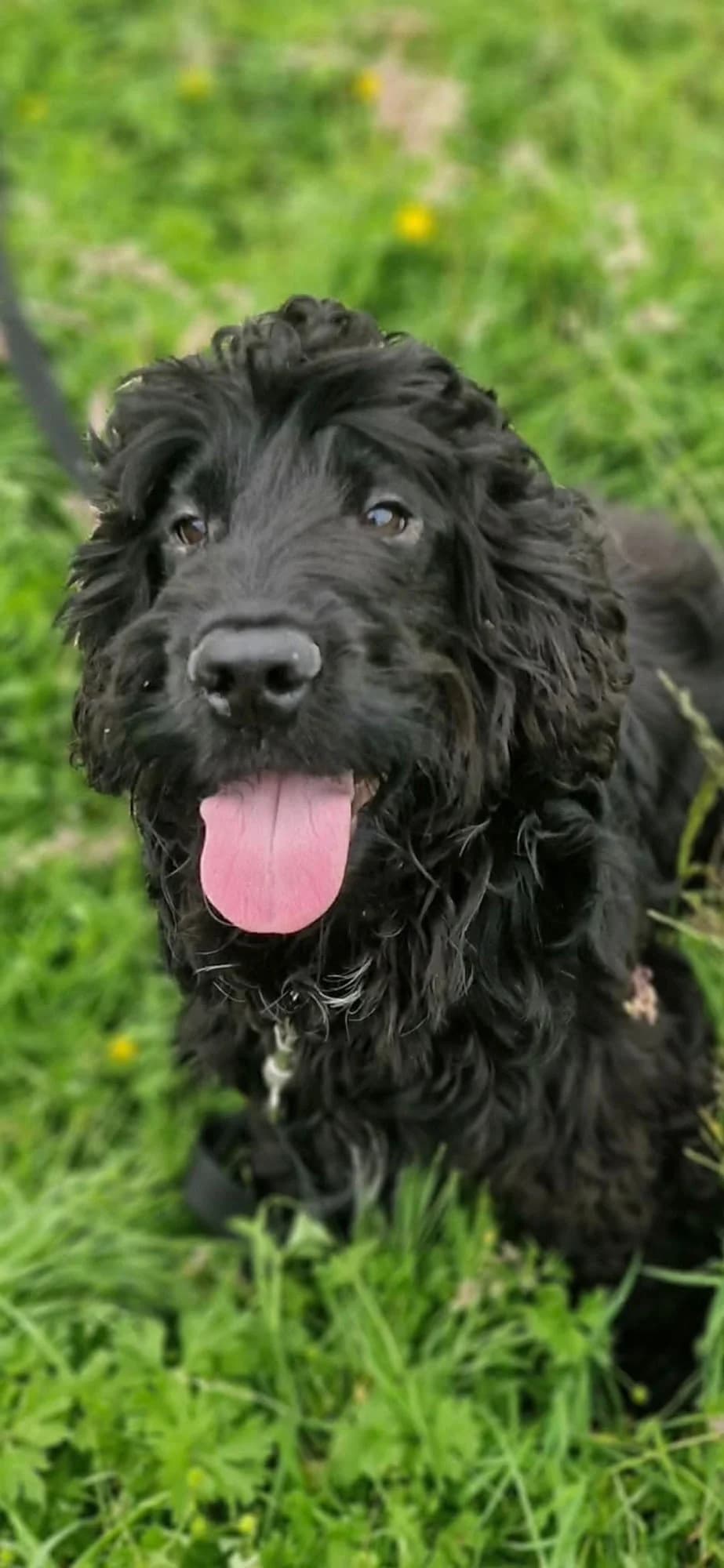 Coby, male Mixed Breed for adoption at item, Alston