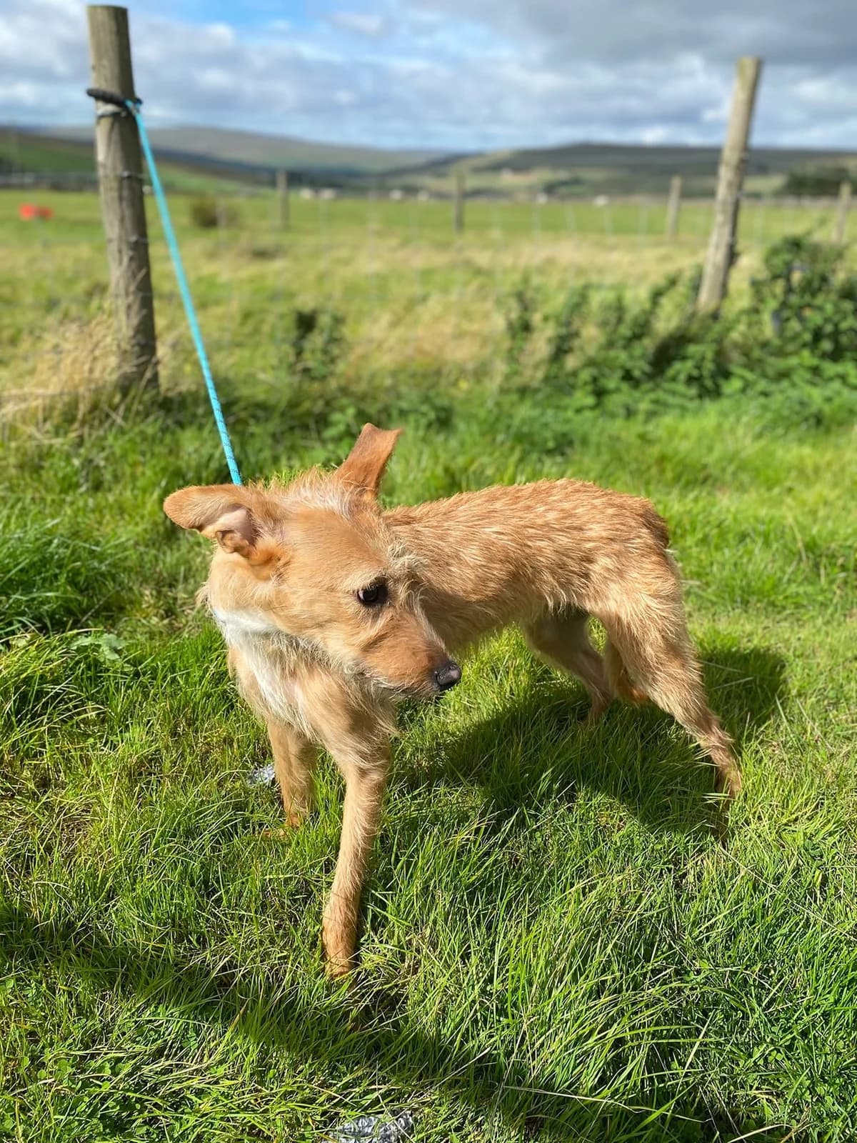Custard, female puppy Whippet for adoption at item, Alston