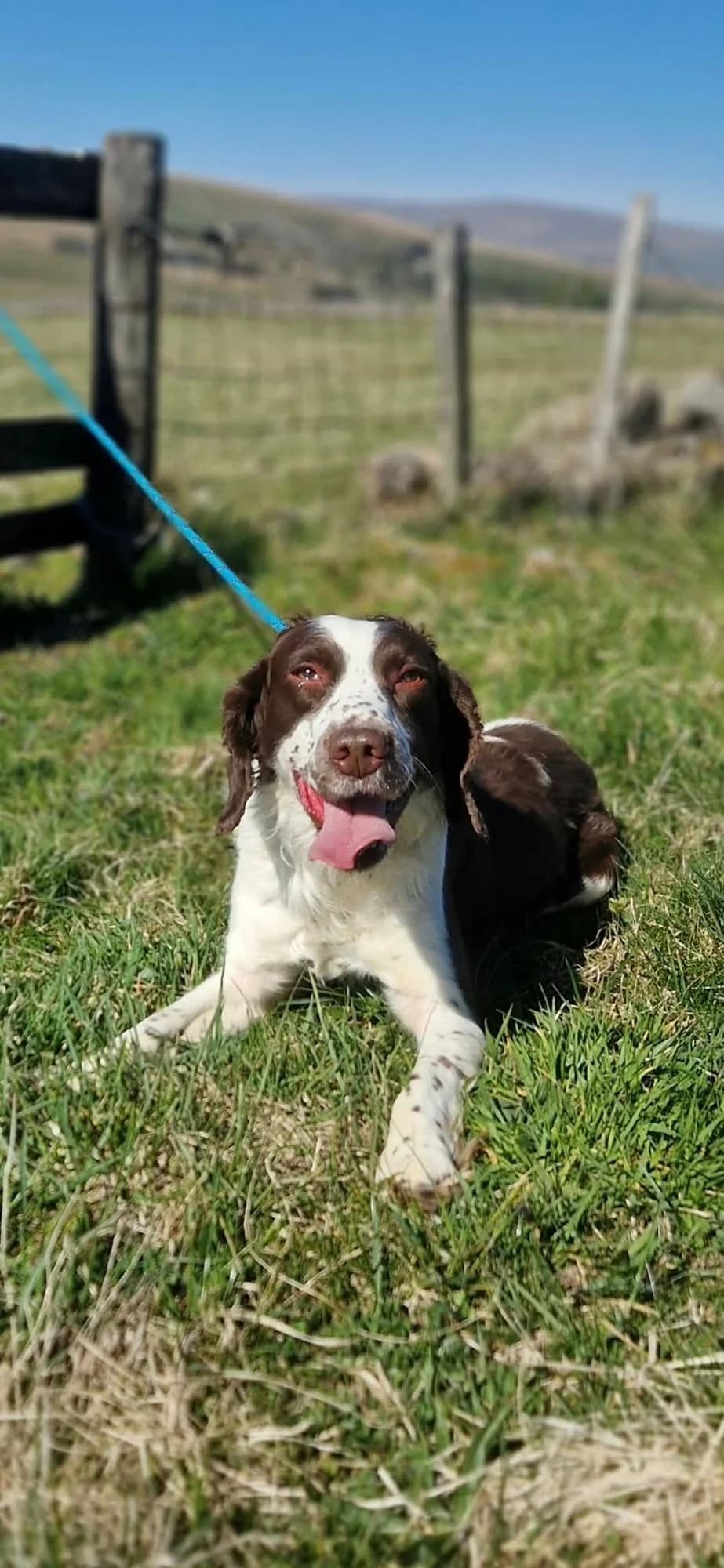 Jerry Springer, male 4yo Mixed Breed for adoption at item, Alston