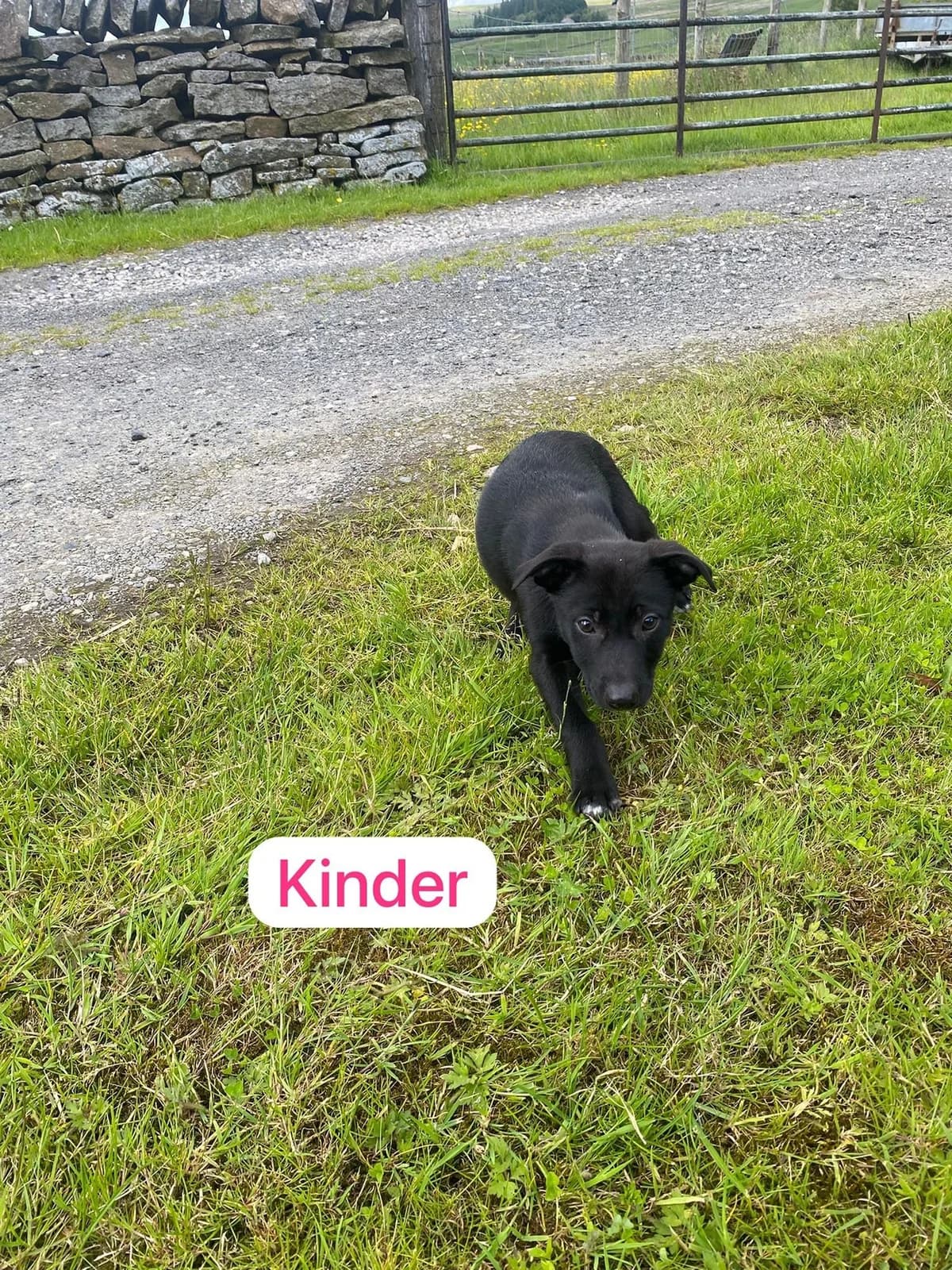 Kinder, female puppy Collie for adoption at item, Alston