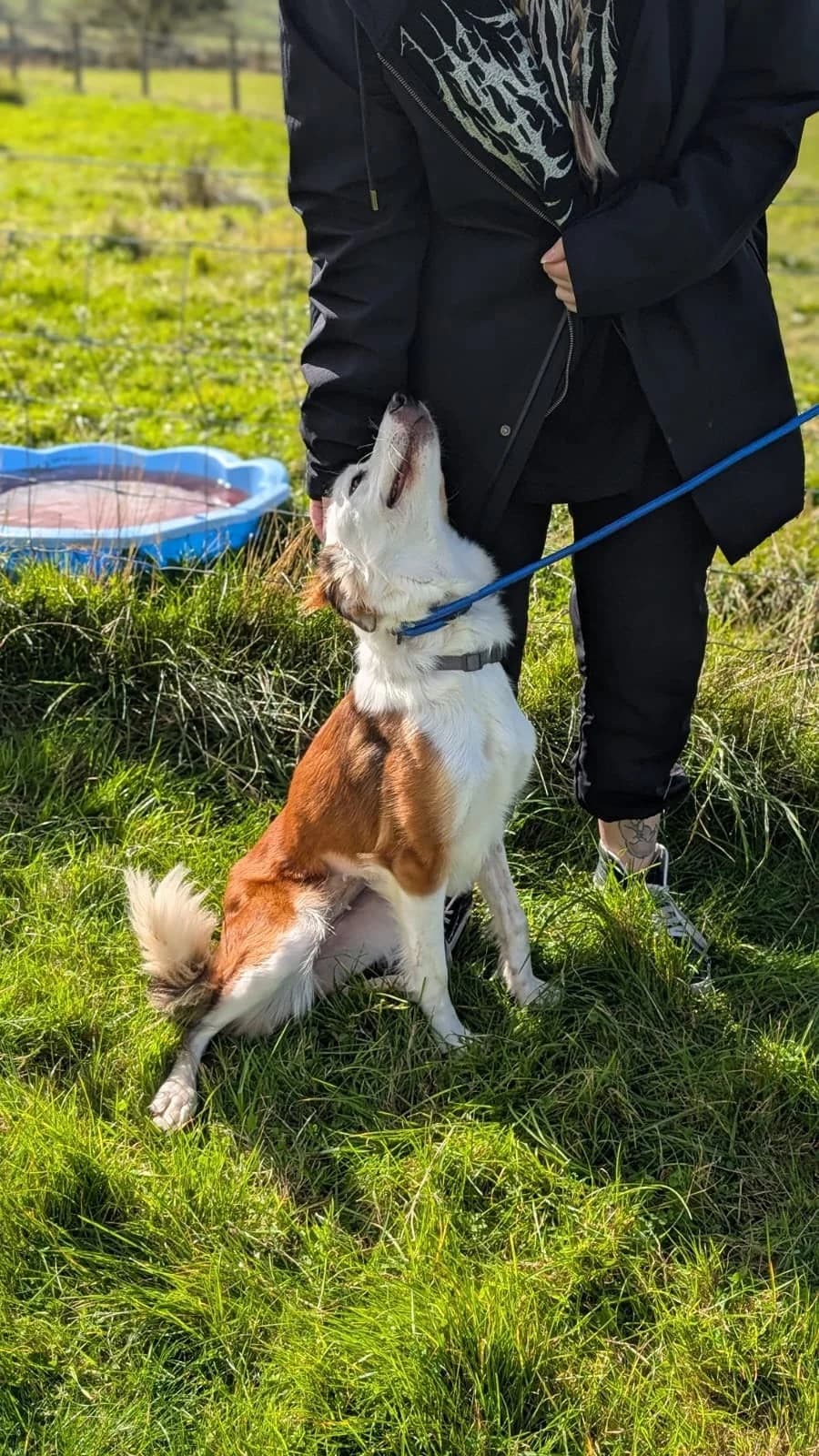 Ricky, male young Border Collie for adoption at item, Alston