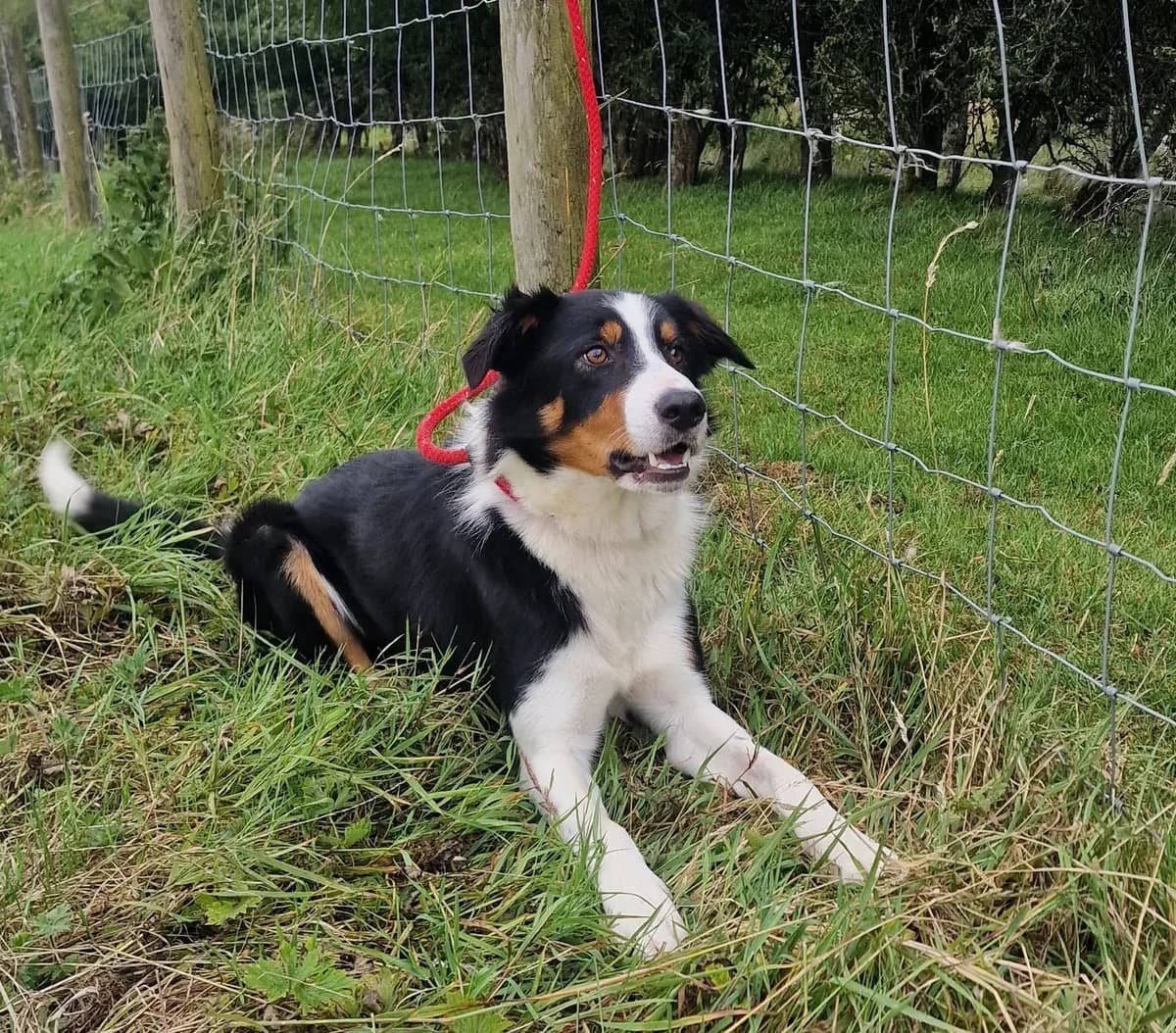Rover, male young Collie for adoption at item, Alston