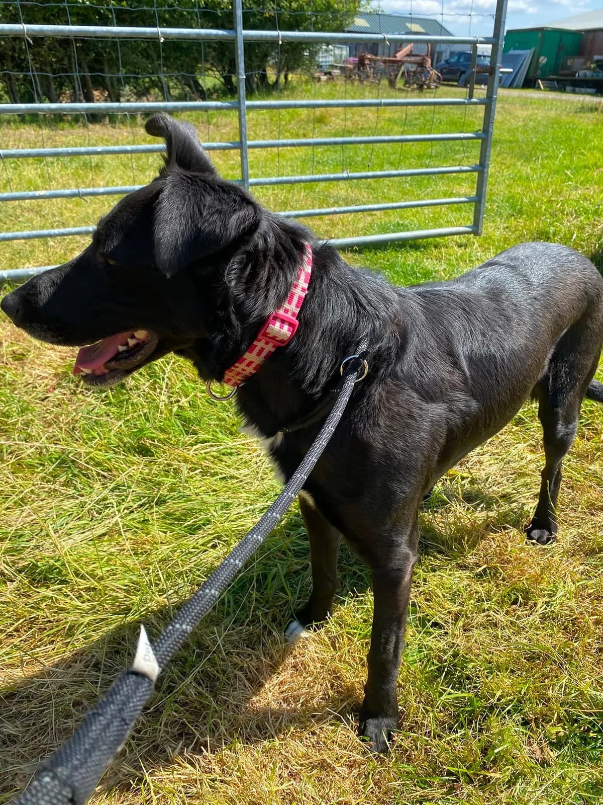Roy, young German Shepherd for adoption at item, Alston
