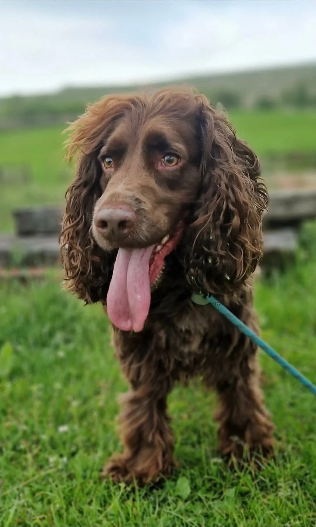 Sam, male 7yo Mixed Breed for adoption at item, Alston