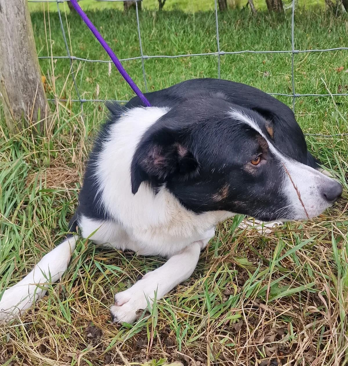 Shep, male young Collie for adoption at item, Alston
