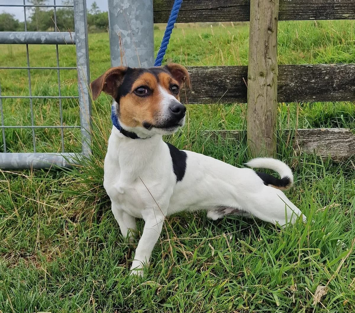 Tex, male young Mixed Breed for adoption at item, Alston