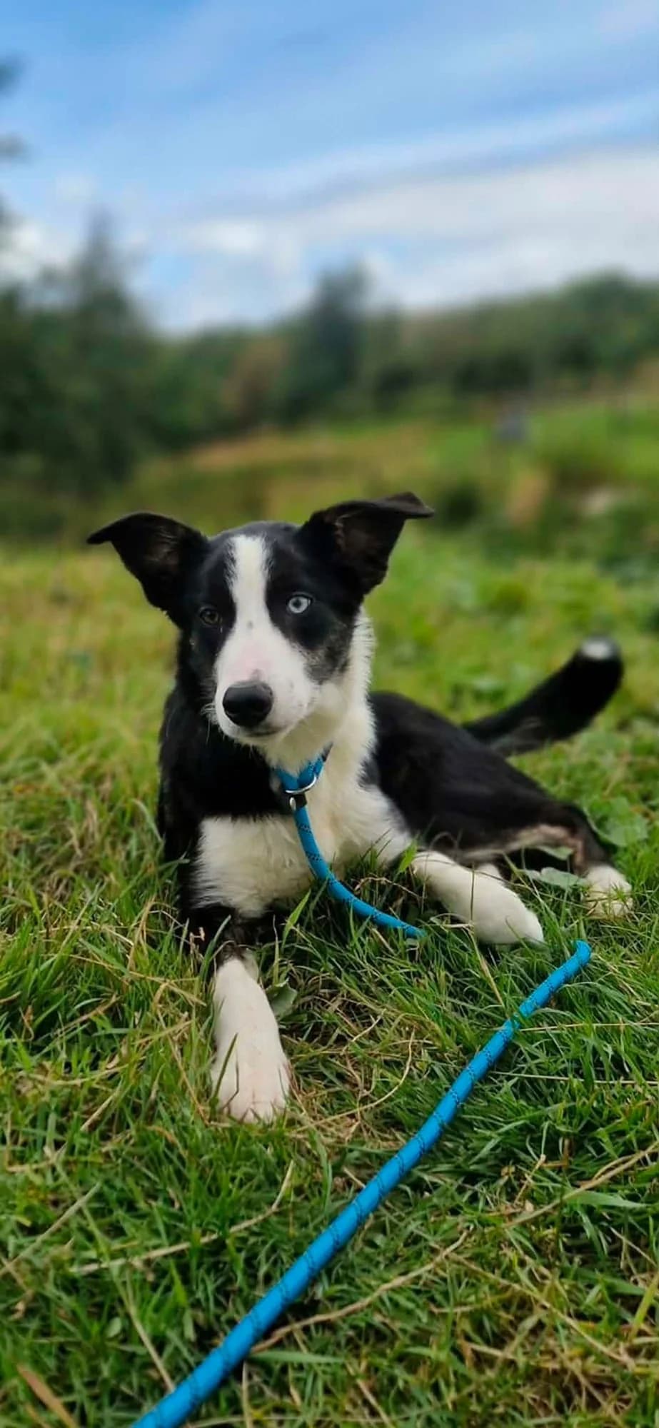 Tommy, female puppy Collie for adoption at item, Alston