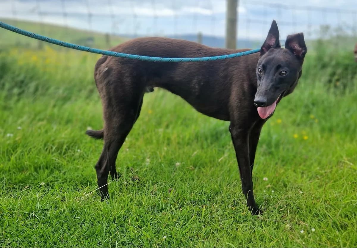 Twix, male young Whippet for adoption at item, Alston