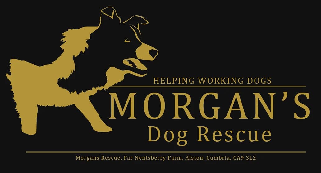 Young Collies, 3yo Collie for adoption at item, Alston