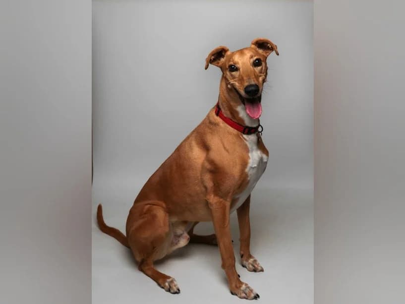 Hunter, male Lurcher for adoption at Mrs Murray