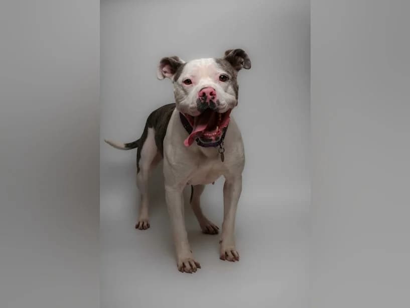 Nova, female 3yo Staffordshire Bull Terrier for adoption at Mrs Murray