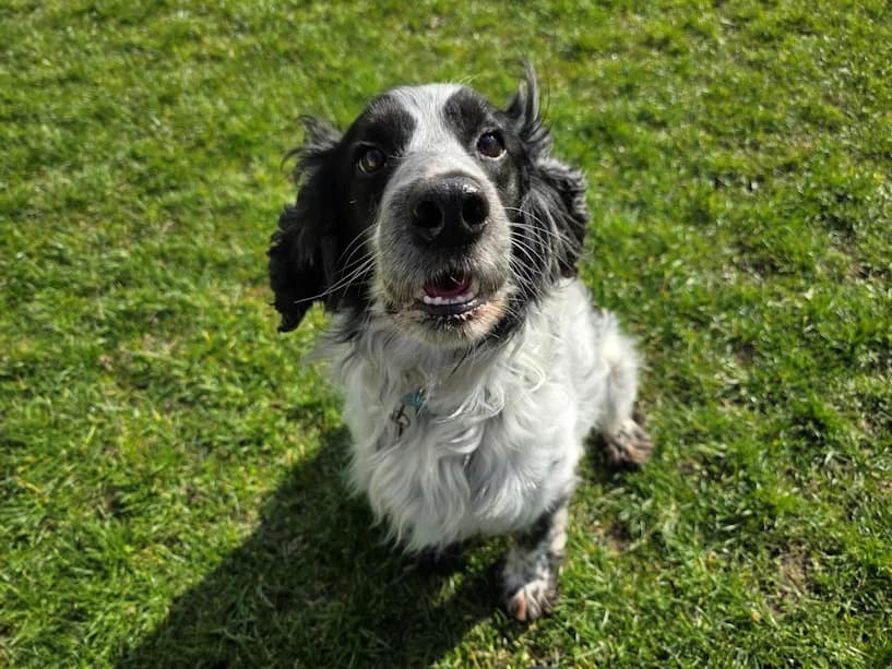 Rab, male 5yo Cocker Spaniel for adoption at Mrs Murray