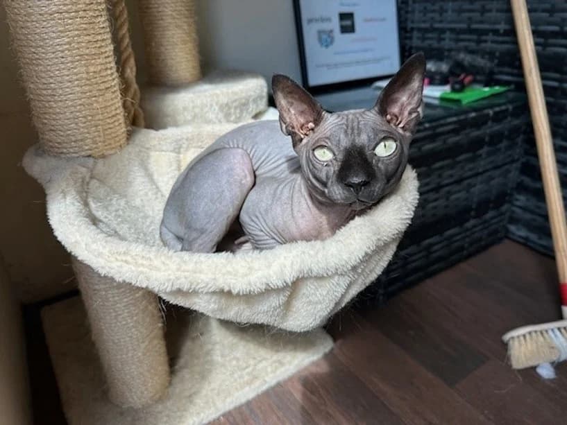 Beeb, male 3yo mixed breed for adoption at Mrs Murray