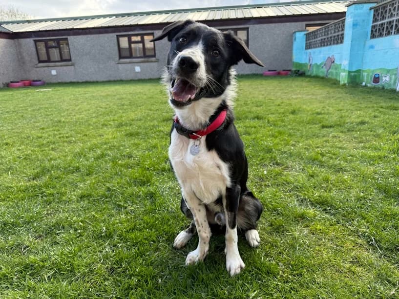 Oreo, male young Border Collie for adoption at Mrs Murray