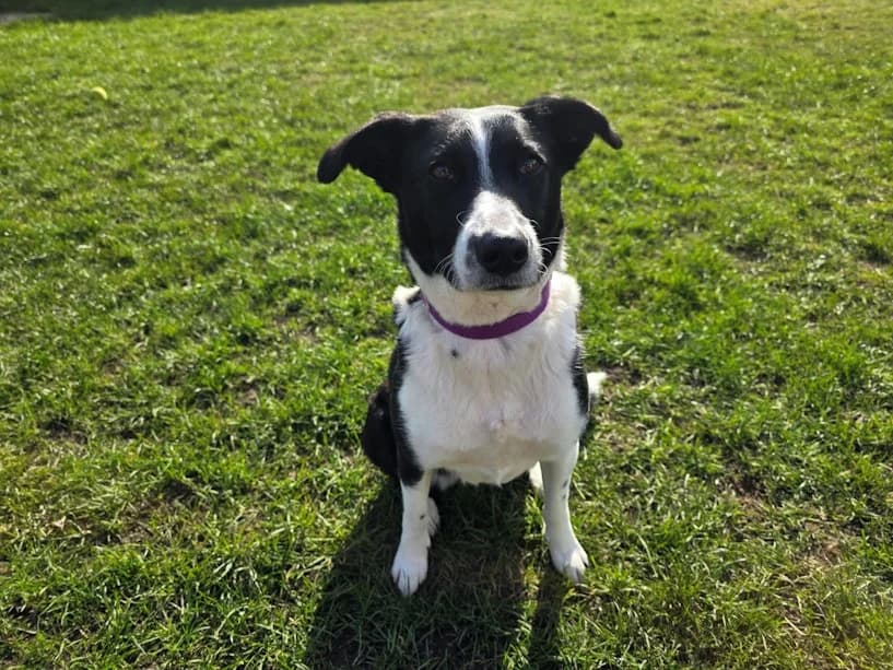 Bonnie, female 4yo Border Collie for adoption at Mrs Murray