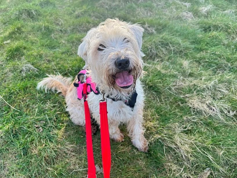 Busby, male young mixed breed for adoption at Mrs Murray