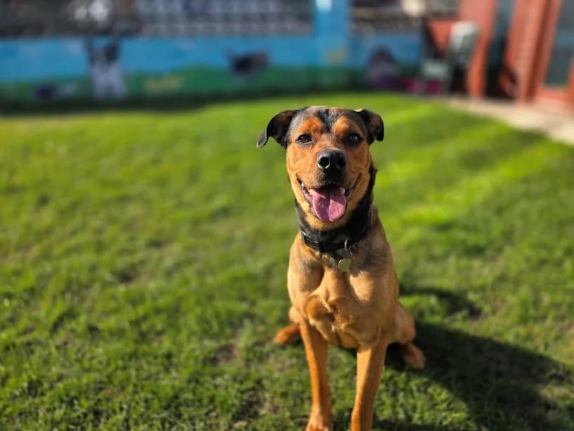 Hazel, female Rottweiler for adoption at Mrs Murray