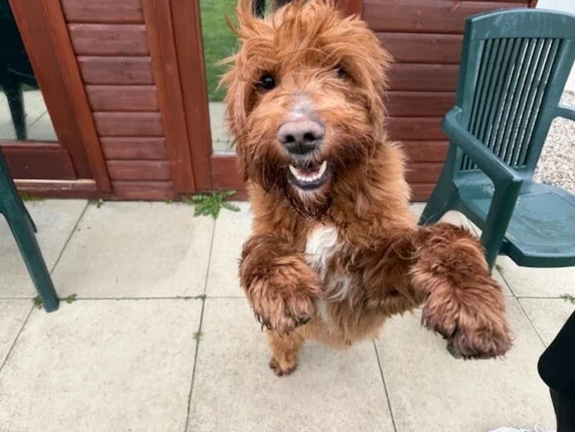 Leo, male 5yo mixed breed for adoption at Mrs Murray