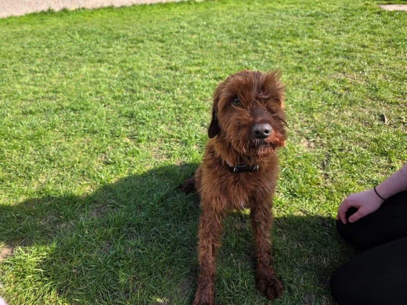 Leonard, male 5yo mixed breed for adoption at Mrs Murray