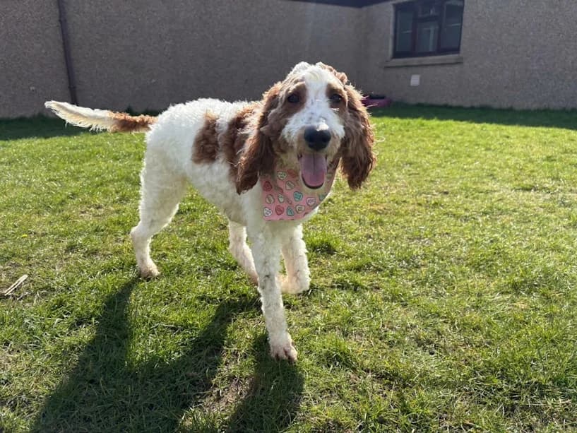Evie, female 4yo mixed breed for adoption at Mrs Murray