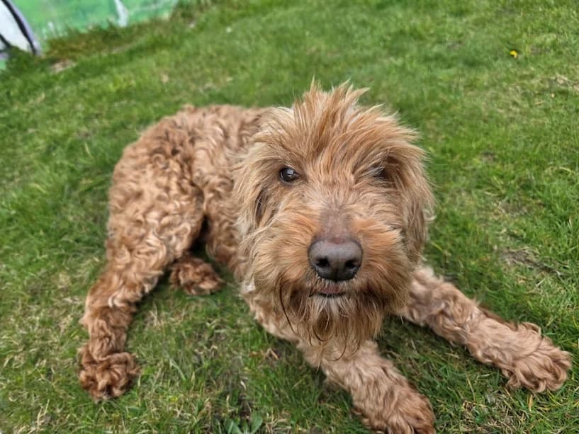 Heidi, female senior mixed breed for adoption at Mrs Murray