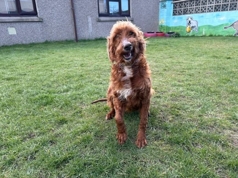 Tiff, female 6yo mixed breed for adoption at Mrs Murray