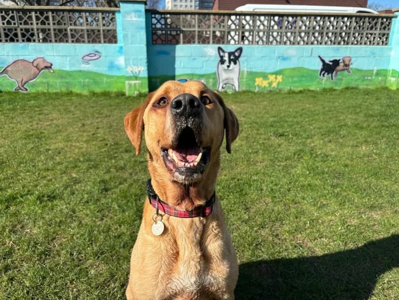 Mason, male 7yo Labrador Retriever for adoption at Mrs Murray