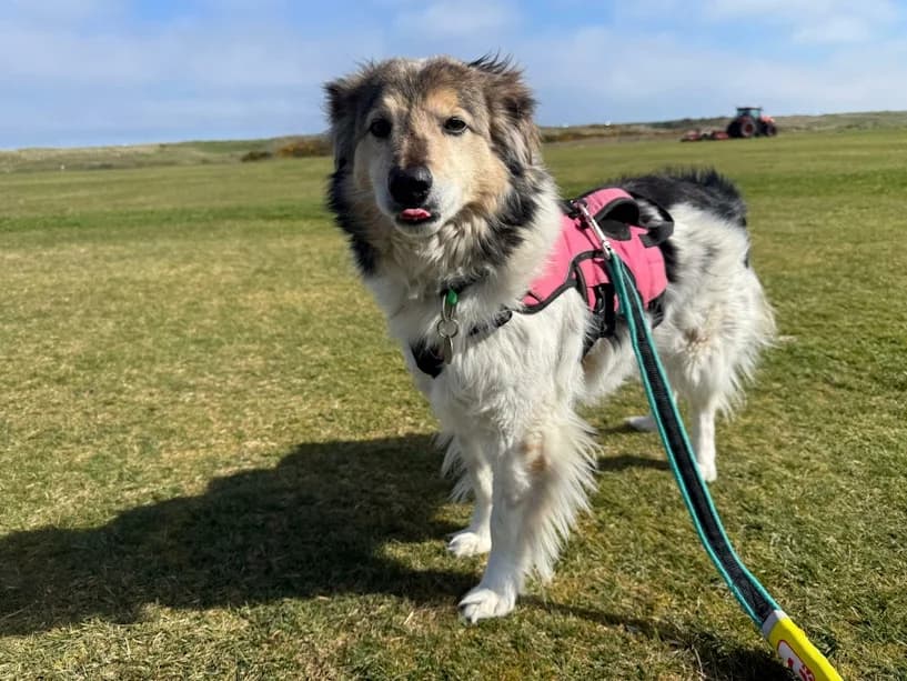 Calum, male senior mixed breed for adoption at Mrs Murray