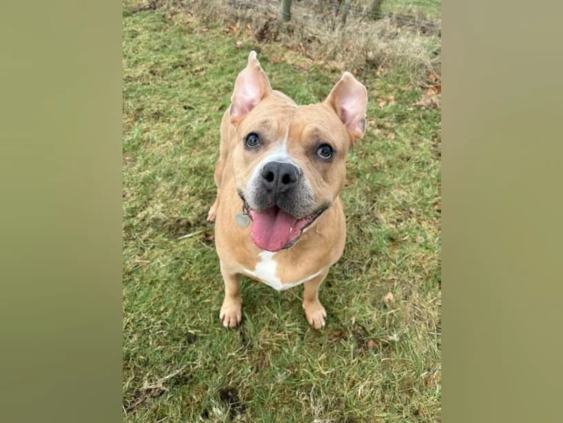 Freya, female 4yo Staffordshire Bull Terrier for adoption at Mrs Murray