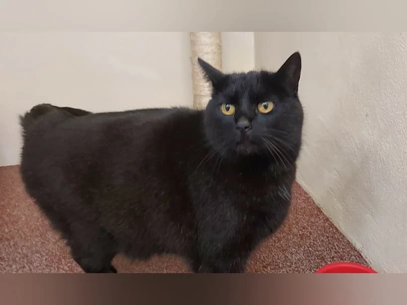 Millie, female senior Mixed Breed Cat for adoption at Mrs Murray