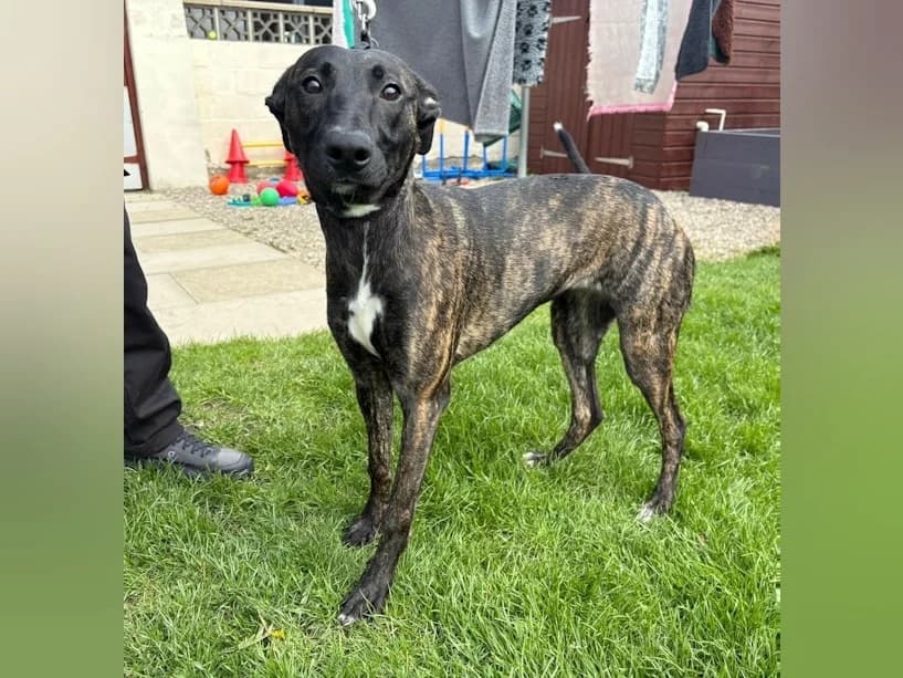 Patsy, female puppy Lurcher for adoption at Mrs Murray