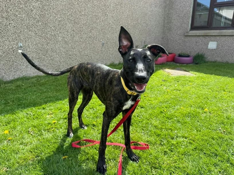 Patsy, female puppy Lurcher for adoption at Mrs Murray